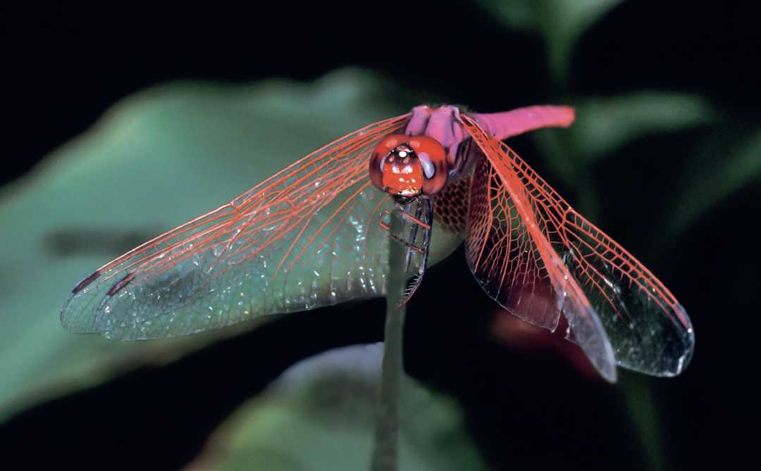 Pink Dragonfly Defies Odds: The Vibrant Trithemis aurora Shines in Nature's Palette