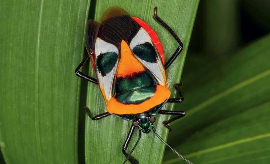 Catacanthus incarnatus: The Mesmerizing 'Human-Faced' Bug with Dazzling Patterns