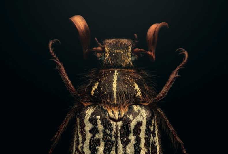 The Elusive White-striped Clouded Chafer: A Rare Californian Insect