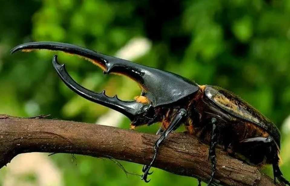 The Hercules Beetle (Dynastes hercules): The Insect World's Colossal Titan
