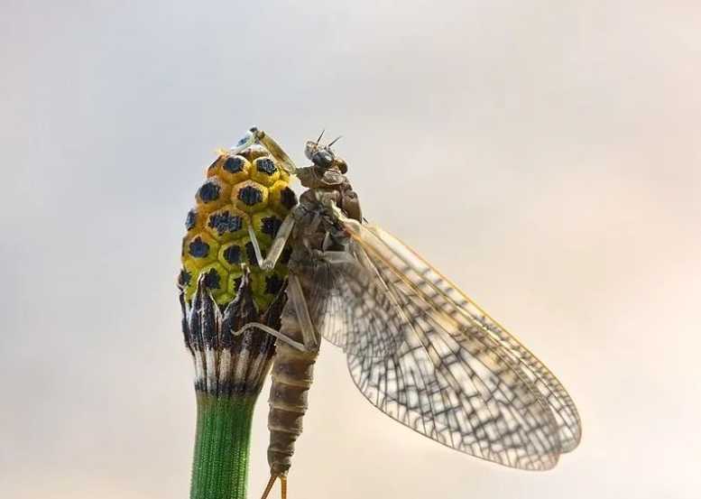Mayflies: Nature's Ephemeral Wonders with a One - Day Legacy