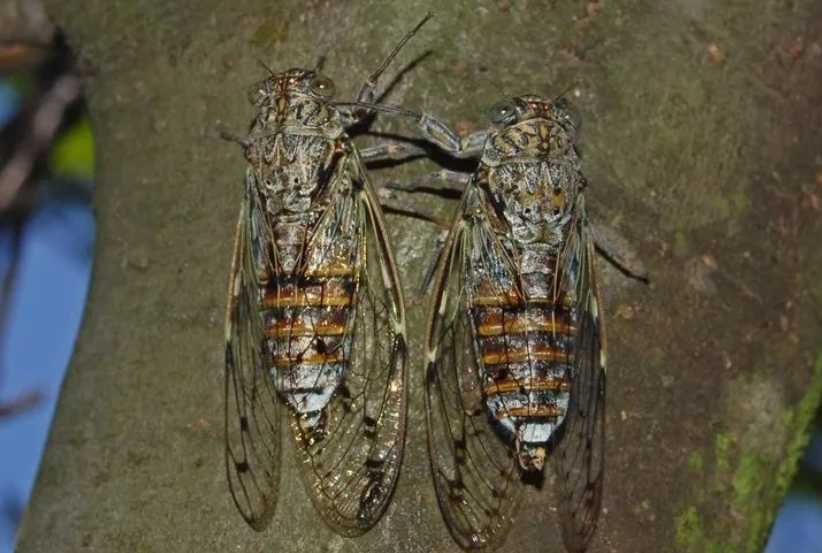Cicadas: The Resonant Insects of Temperate to Tropical Climes
