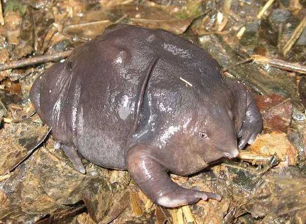 Strange - looking Indian Purple Frog with a 'Cherry - like Mouth'