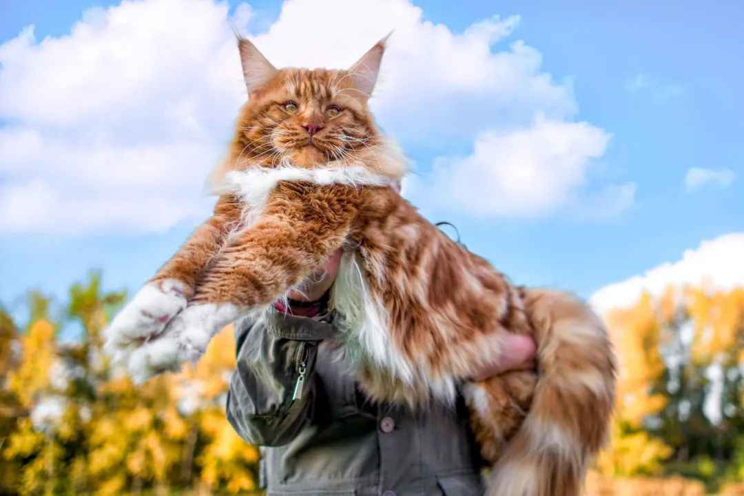 Majestic Maine Coon: The Gentle Giant of the Feline World