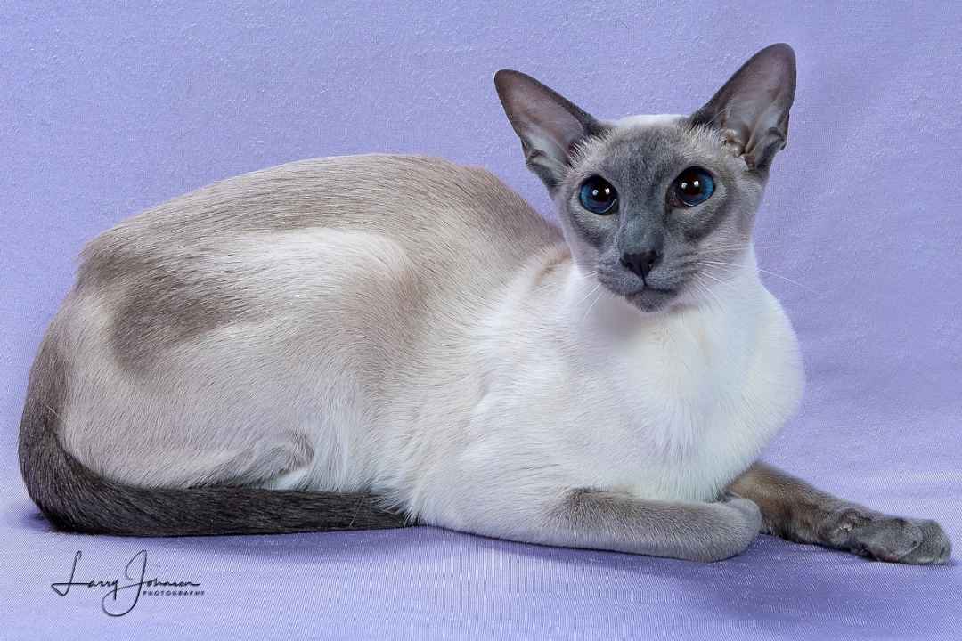 Royal Origins and Modern Allure: The Timeless Siamese Cat