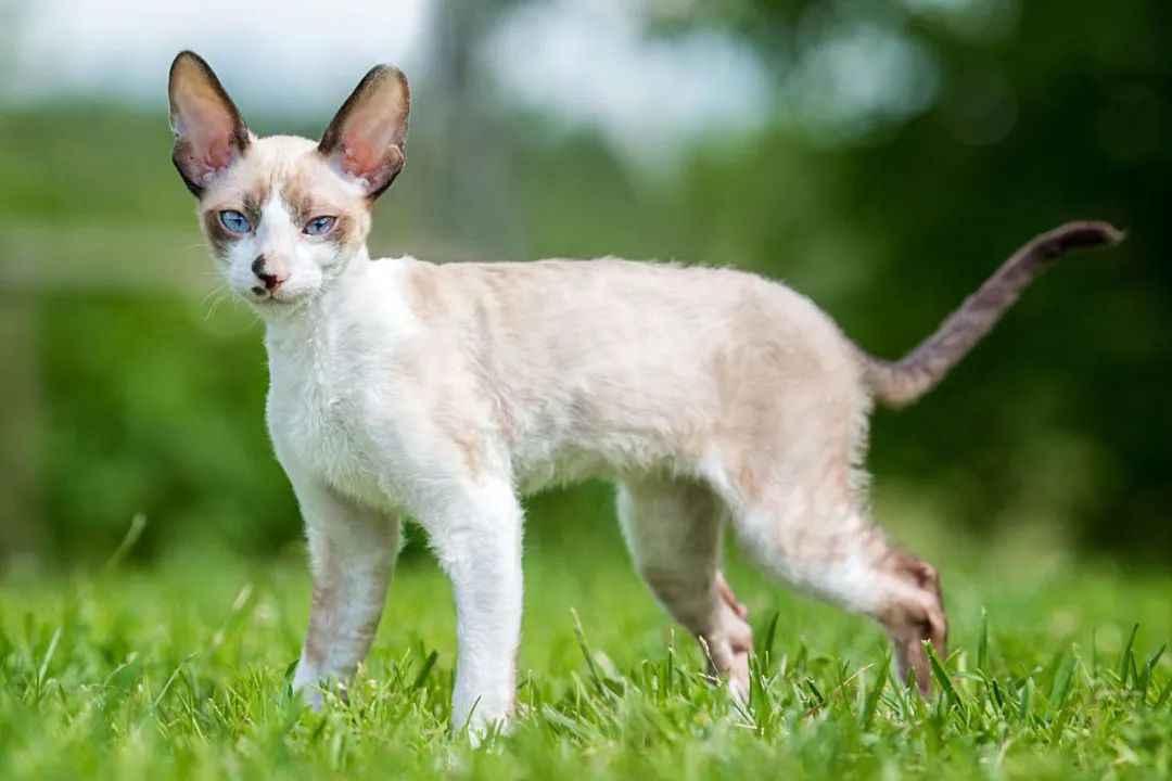 Cornish Rex: The Graceful Mutant Cat from Cornwall Subtitle: Unveiling the Unique Feline Breed Born from Genetic Mutation