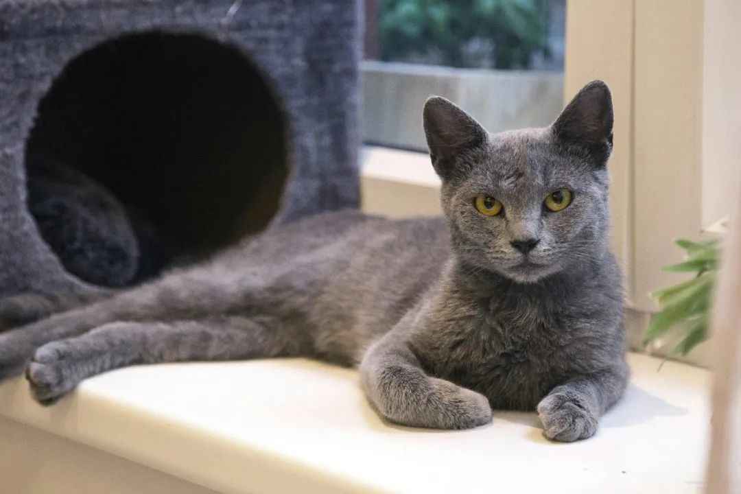Russian Blue Cats: Guardians of Grace from the Arctic Circle
