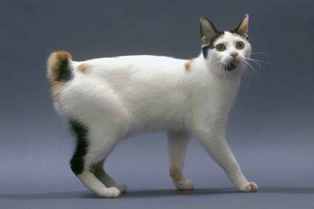 Japanese Bobtail: The 1,000-Year-Old Cultural Icon with a Genetic Twist