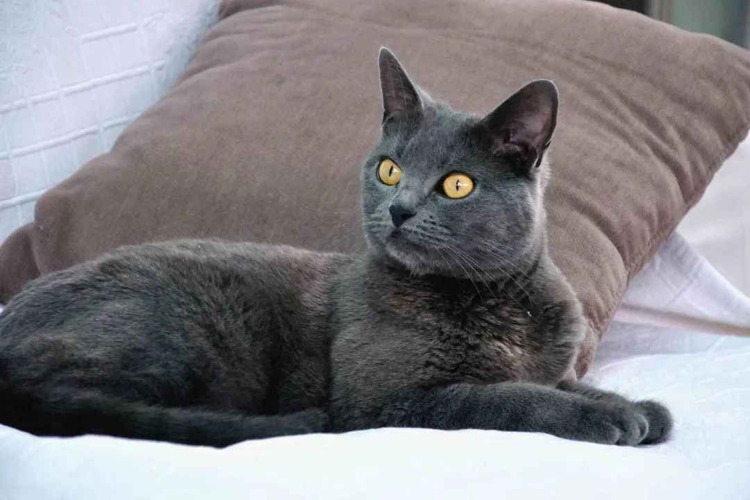 Mysterious Chartreux Cats: A Timeless Breed with Royal Heritage