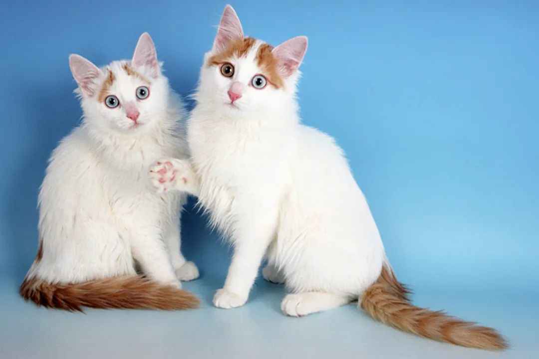 Turkish Van Cat: A Living Legacy of Grace and Heritage in Türkiye