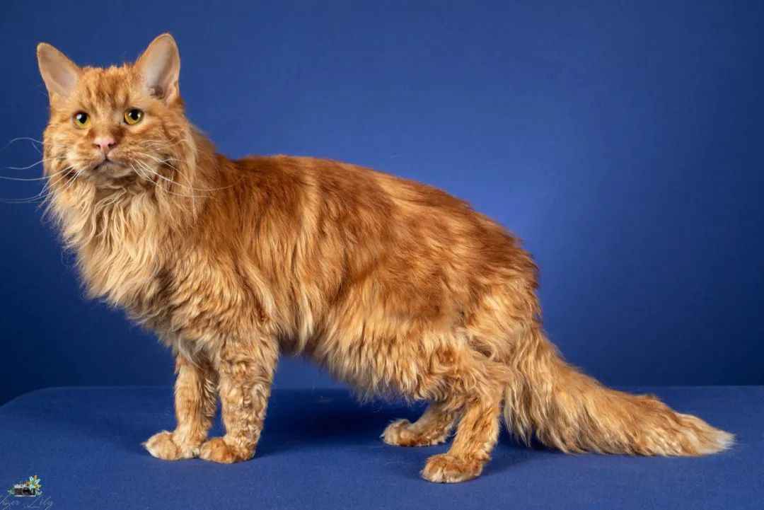 Exclusive Insight: The Enigmatic Tennessee Rex Cat – A Rare Feline Marvel from the Appalachians