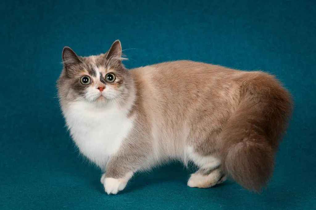 Adored Worldwide: Munchkin Longhair Cat Combines Short Legs and Luxurious Long Coats