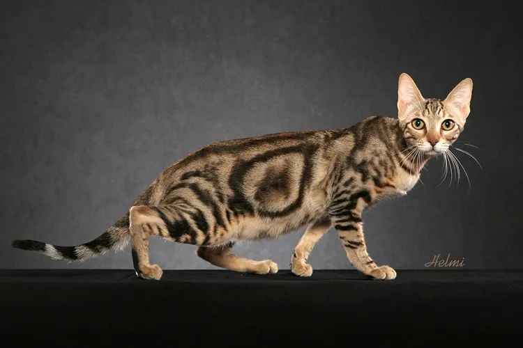Sokoke: Kenya's Rare Feline Treasure Gains Global Recognition