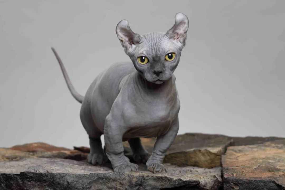 Dwelf Cats: The Enchanting Traits of a Unique Breed