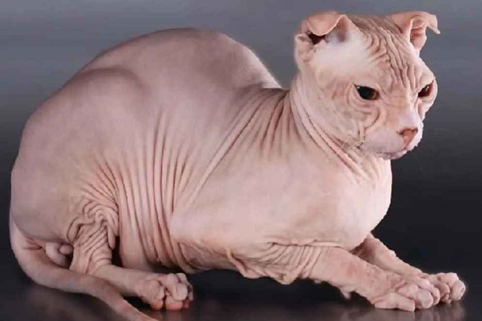 Ukrainian Levkoy: A Unique Feline Breed from Ukraine