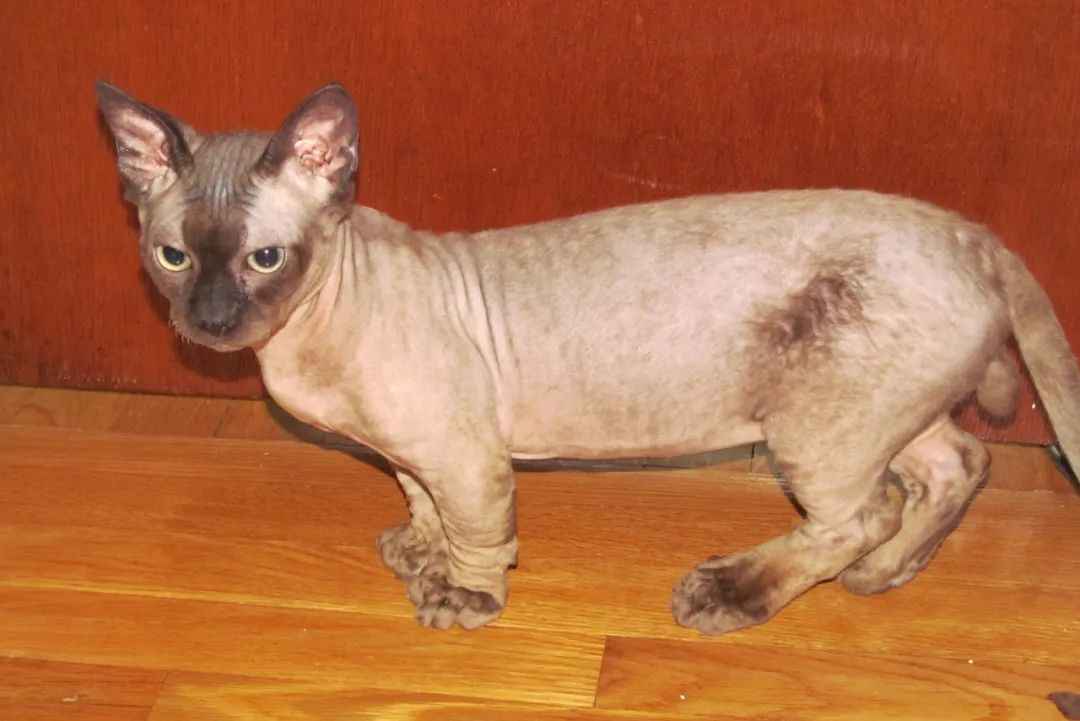 Minskin Cats: The Endearing Appeal of a Unique Hybrid Breed