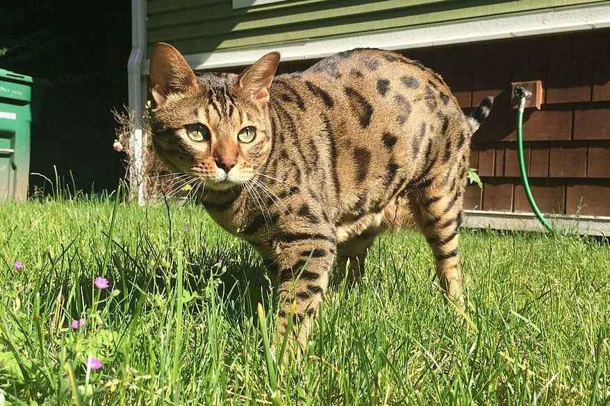 Cheetoh Cats: A Captivating Blend of Wild Charm and Domestic Affection